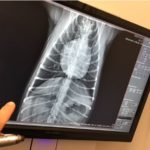 radiographies clinique vétérinaire