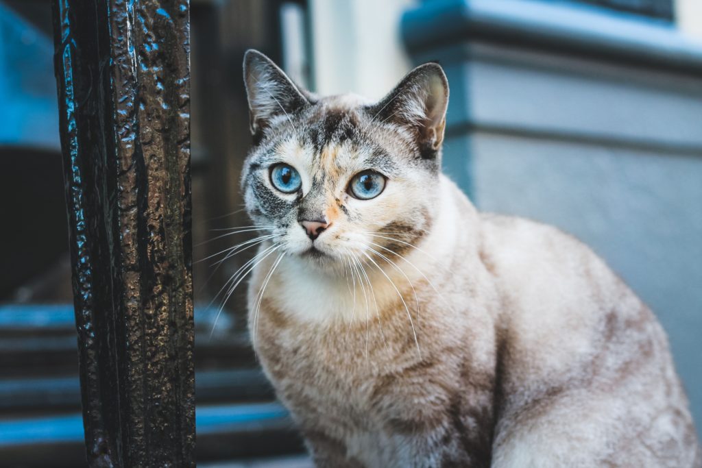 chat clinique vétérinaire