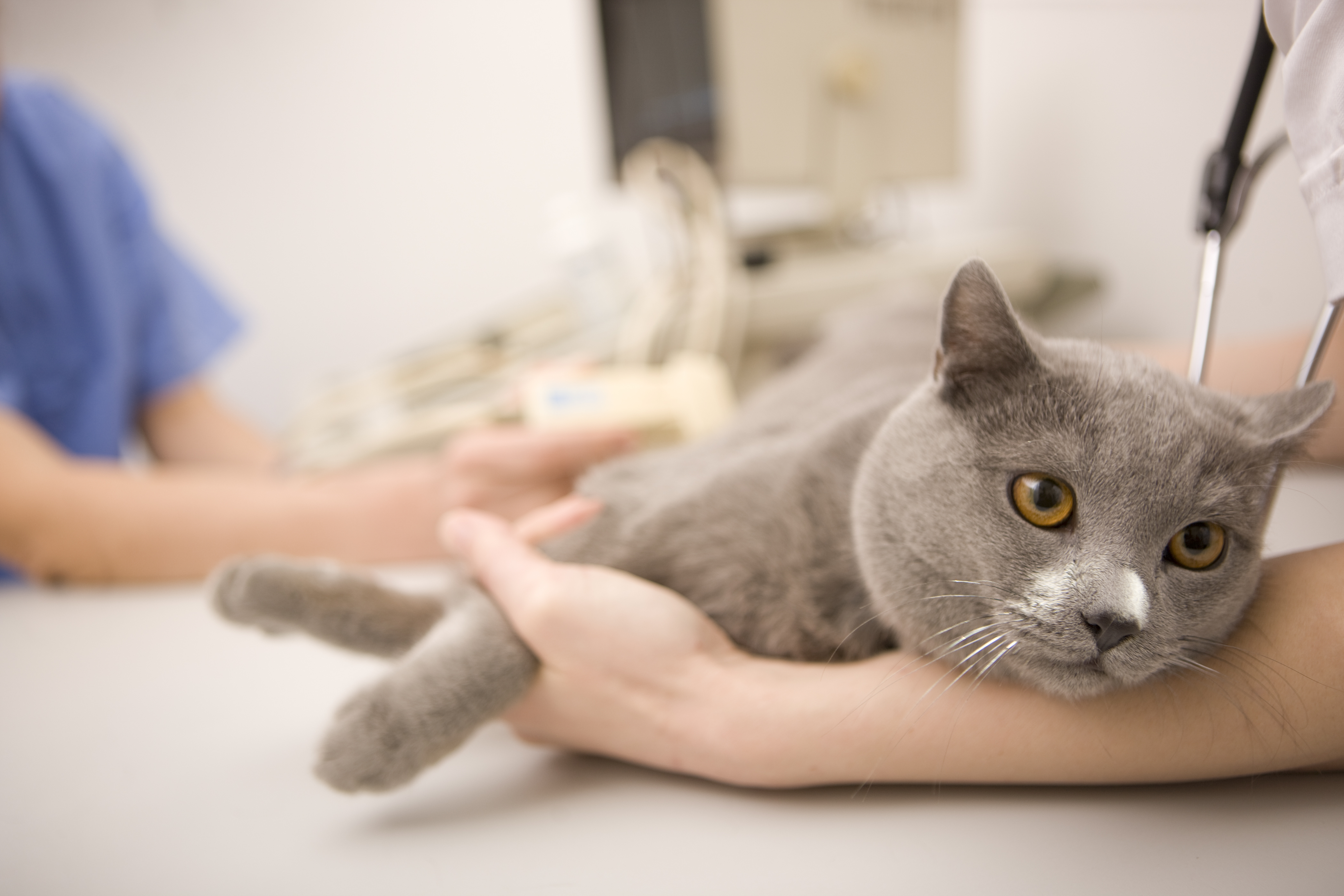chat clinique vétérinaire
